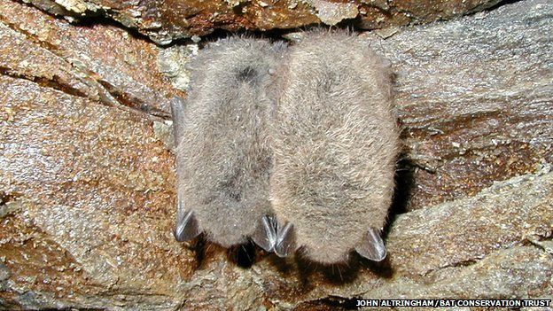 Two hibernating bats