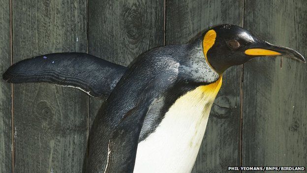 Missy the world's oldest penguin