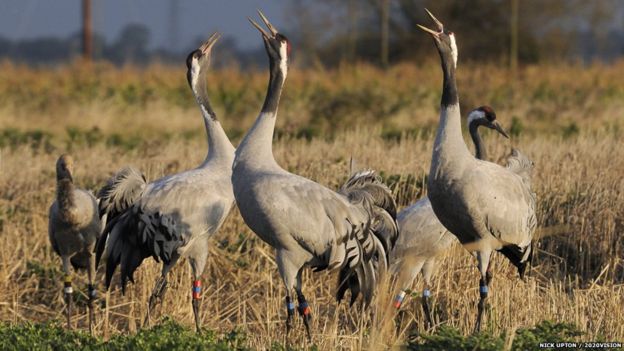 Photographers capture amazing wildlife in the UK - BBC Newsround