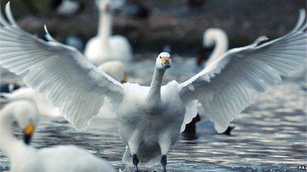RSPB say fracking could harm geese and swans - BBC Newsround