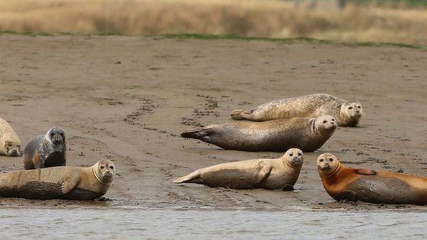 Seals by the River Thames