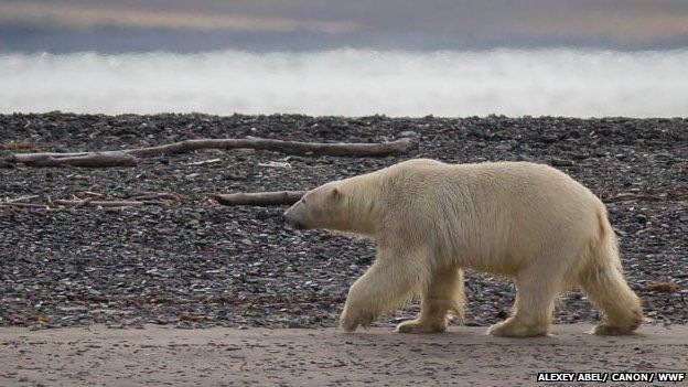 Polar bear at Cape Tsvetkov, 21 Aug 13