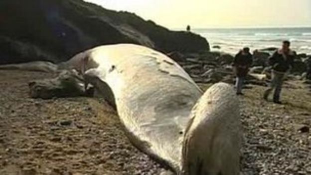 Fin whale bones 'unearthed' from horse manure in St Agnes - BBC News