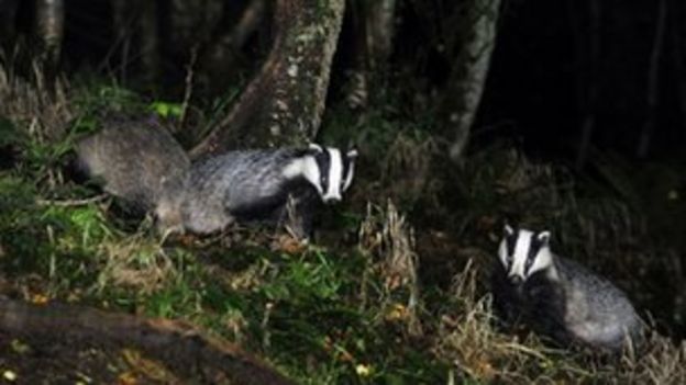 Badger Cull Environment Secretary Reports Pleasure At Progress Bbc News 1249