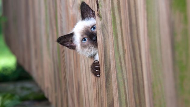 Cat spying through fence