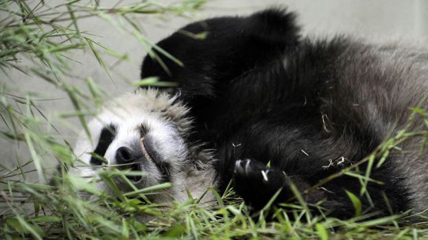 Edinburgh Zoo panda Tian Tian 'no longer pregnant' - BBC News