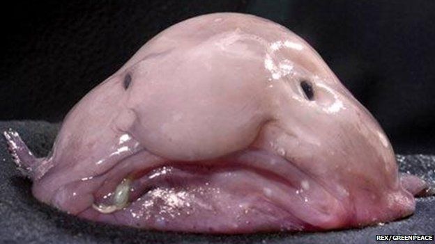 Blobfish  The Ugliest Animal In The World 