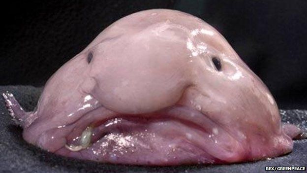 Blobfish declared world's ugliest animal