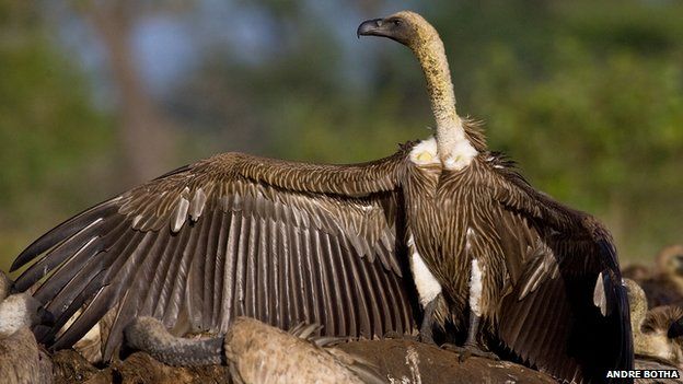 Cape vulture, photograph by Andre Botha