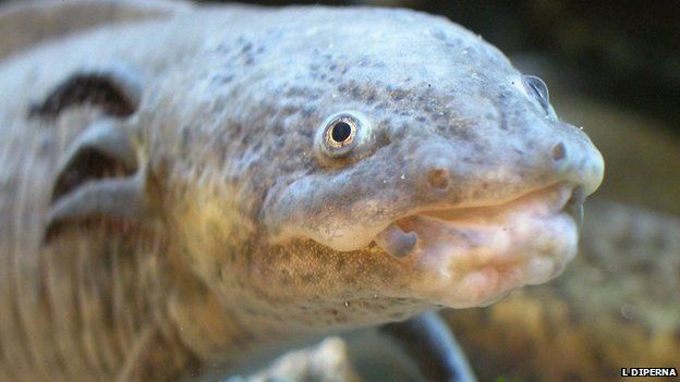 Meet The Blobfish, The 'Ugliest Animal In The World