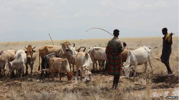 Local pastoralists lead their livestock to the water draining from the borehole, Kenya