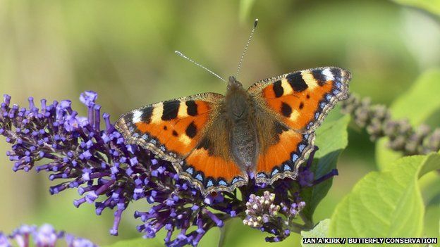 Hot summer helps butterfly numbers - BBC News