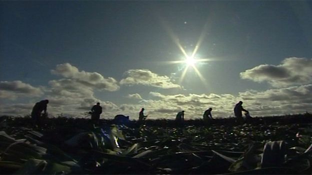 Migrant workers picking leeks