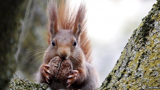 South of Scotland red squirrels 'making a comeback' - BBC News