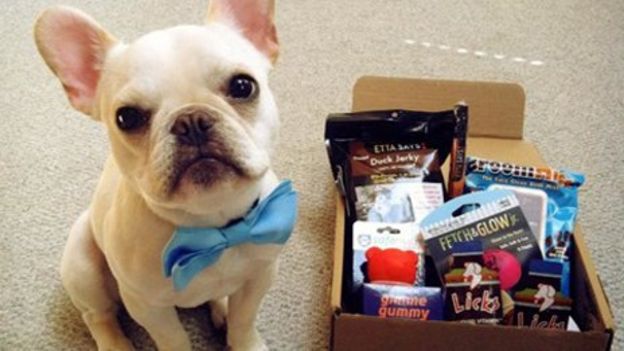 Pet projects: How US retailers are going to the dogs - BBC News