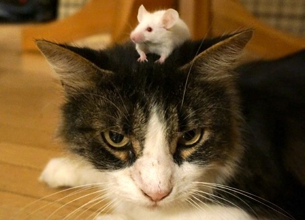 Mouse on a cat's head