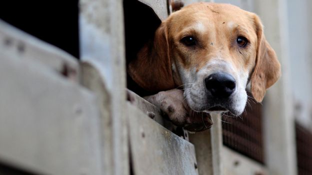 Hunting dog in transporter