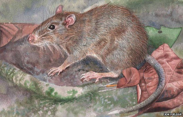 Spiny rat found in Indonesia