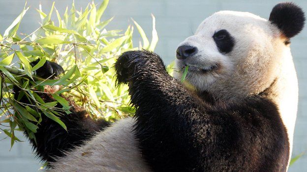 Male giant Panda Yang Guang (Sunshine) relaxes with some bamboo in hand in his enclosure