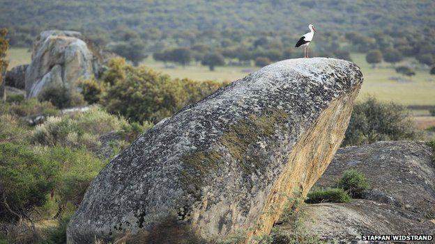White storks, Ciconia ciconia, nesting on the granite boulders at Los Barruecos National Monument, Caceres, Extremadura, Spain