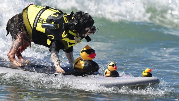Dog surfing competition takes place in California - BBC Newsround