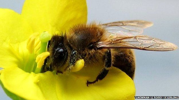 Honeybee on flower (c) Tracey Newman, Guy Poppy, Robbie Girling