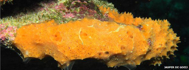 Coral reef sponge
