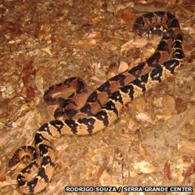 Trying to save the heat-seeking Atlantic bushmaster - BBC News