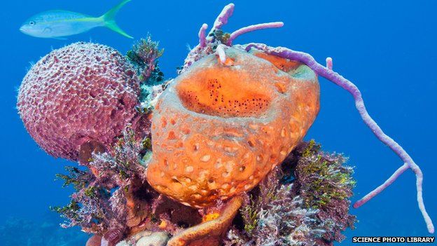 sponges that live in the sea