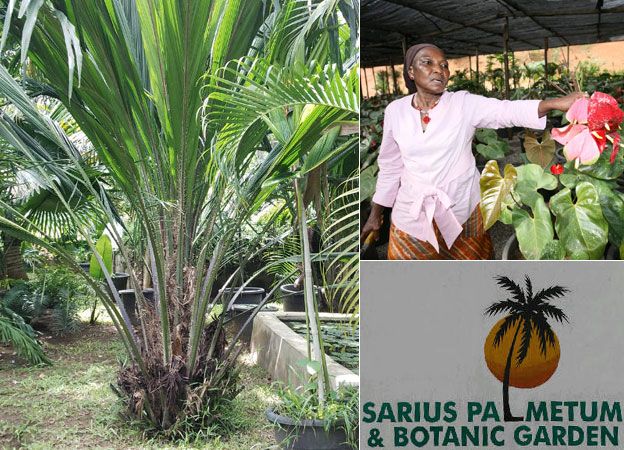 Left: A rare elaeis palm in Ajoke Muhammed's garden in Abuja. Right top: Ajoke Muhammed in her nursery; Right bottom: Sign for Ajoke Muhammed's garden