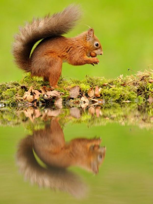 In pictures: Wild Autumn Festival - BBC News