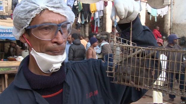 ICRC Aid worker with captured prison rat (file photo)