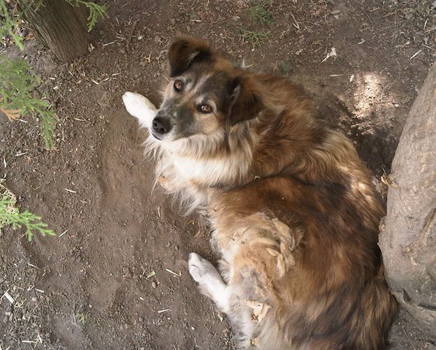 A stray dog in Bucharest