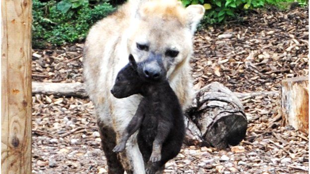 Colchester Zoo becomes home to spotted hyena whelp - BBC News