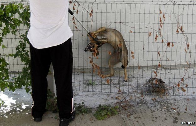 A dog-catcher restrains a dog with a pole in Bucharest, 12 September