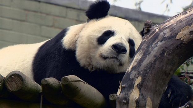 Edinburgh Zoo panda Tian Tian 'no longer pregnant' - BBC News