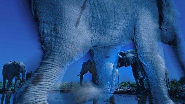Wildlife Photographer of the Year competition winner: The Essence of Elephants