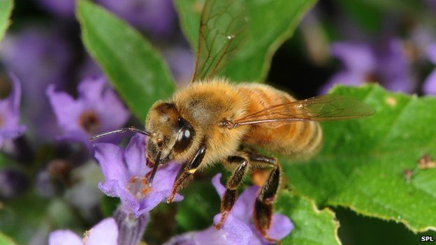 Honeybee on lavender (c) Science Photo Library