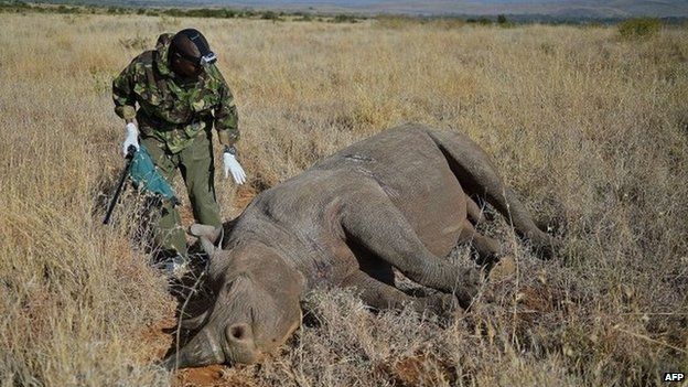 A Kenya Wildlife Services (KWS) vet approaches a wild male black rhino after it was tranquilised, on 28 August 2013