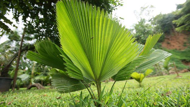 Licuala grandis or ruffled fan palm