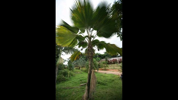 Pritchardia pacifica or Fiji fan palm
