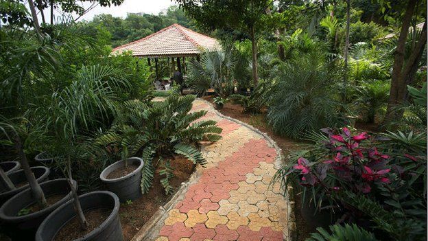 A section of Ajoke Muhammed's garden in Abuja