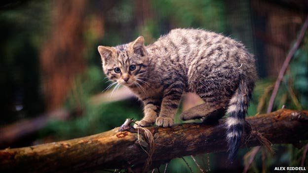 Breeding hope for wildcat kittens at Highland Wildlife Park - BBC News