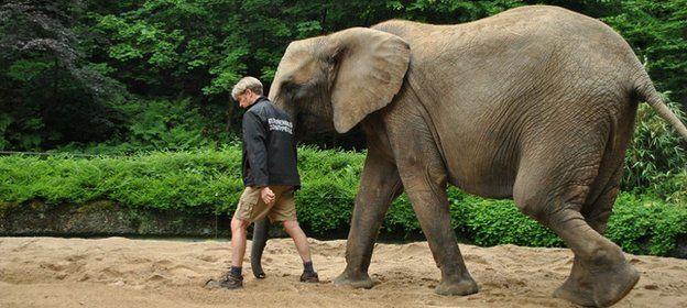 Elephant being walked along a sandy trackway in a zoo