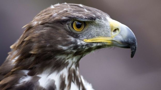 Conservation concerns for extinct wolves in Scotland - BBC News