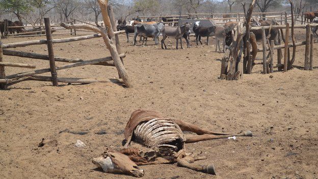 Botswana Bushmen: Modern life is destroying us - BBC News