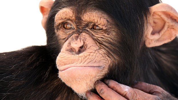 A chimpanzee