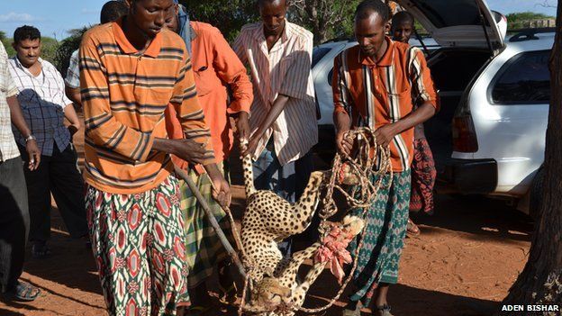 One of the cheetahs captured by four Kenyan man