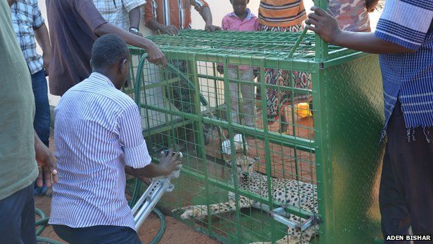 A cage cheetah in Wajir, Kenya