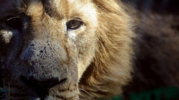 Taronga Zoo: Five Lions Escape Exhibit At Sydney Zoo - BBC News